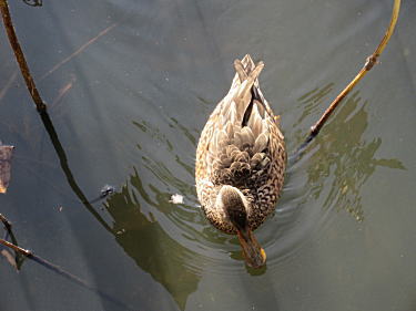 ハシビロガモの♀