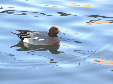 緋鳥鴨(ヒドリガモ)の♂