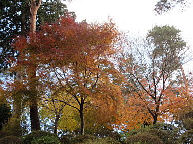 紅葉