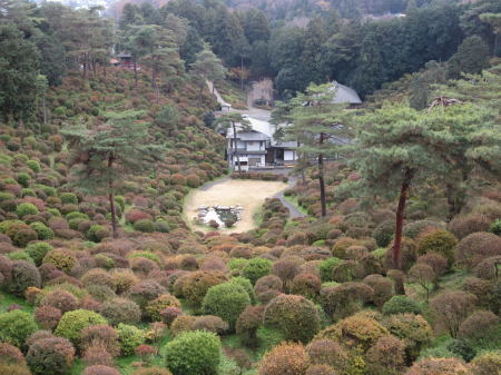 ツツジ全景