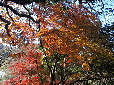 まだまだ紅葉