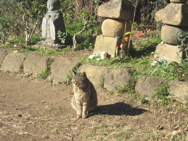 衣張山の猫