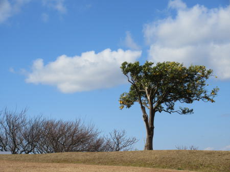丘の上にみかんの木が一本