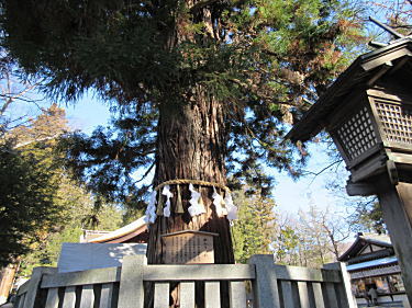 根入りの杉1