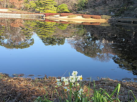 二の丸庭園の池 水仙