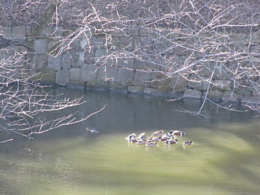ハシビロガモの餌の捕り方1