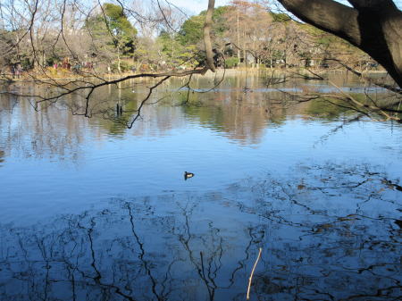 上の池、キンクロハジロ