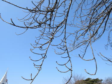 関山(桜)の枝