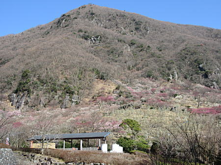 幕山全体