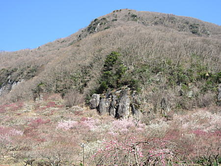 岸壁の下に広がる梅林1