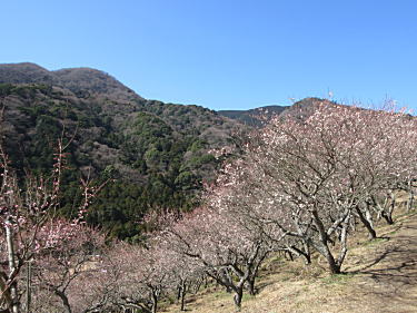 梅林1