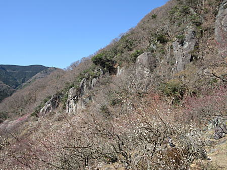 岸壁と梅林