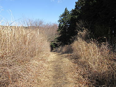 ハコネザサの明るい道です。
