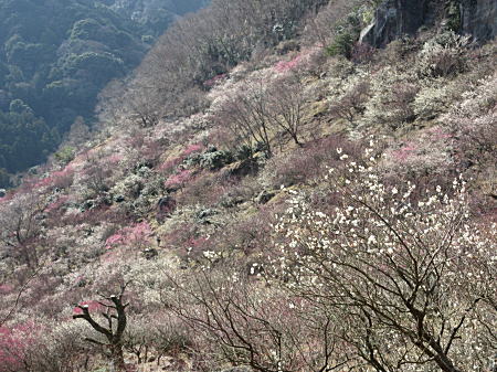 梅林5