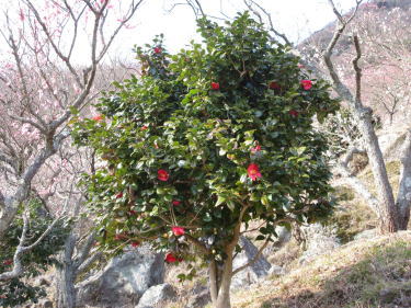 椿も咲いています