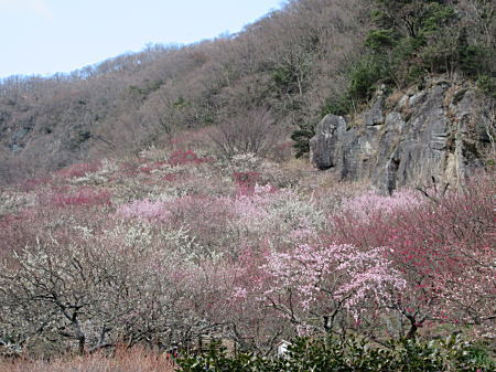 岸壁の下に広がる梅林2
