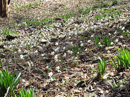 �ΖʂɍL����ߕ���