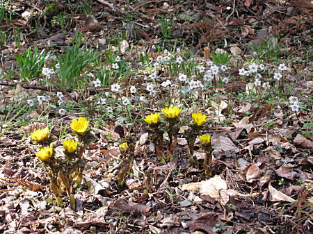 �ߕ����ƕ�����