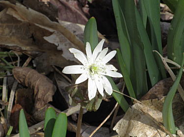 �A�Y�}�C�`�Q