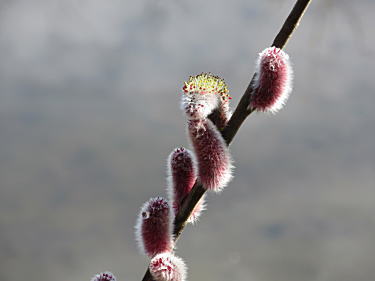 アカバナネコヤナギの花