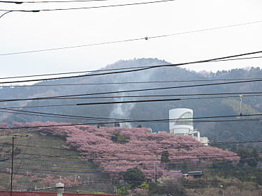 ハーブ館と桜