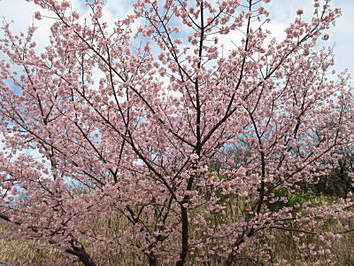何桜かな?