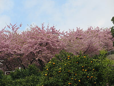 河津桜とみかんのコントラスト