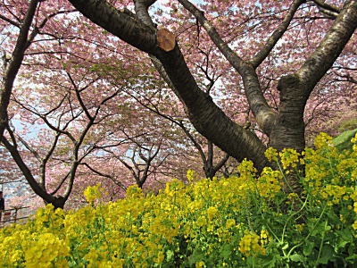 菜の花との競演