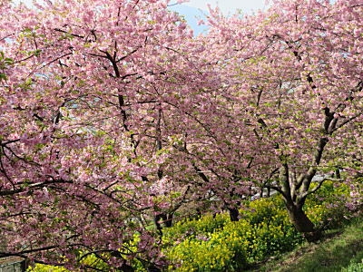 河津桜1