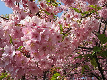 河津桜2