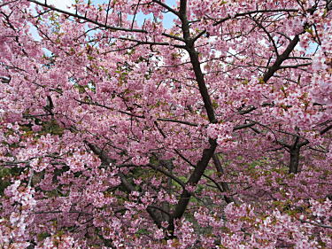 河津桜満開