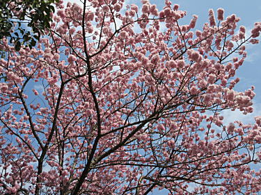 足柄桜