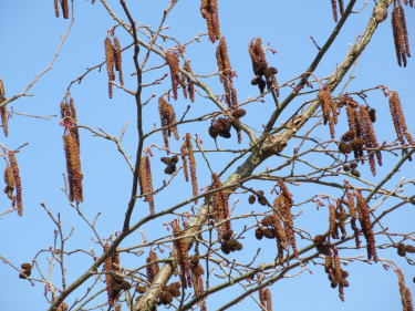 ハンノキの実と雄花序