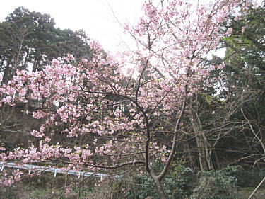 道路脇にも桜