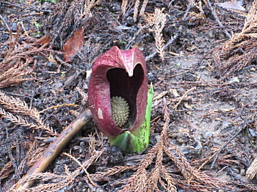 ざぜん草4